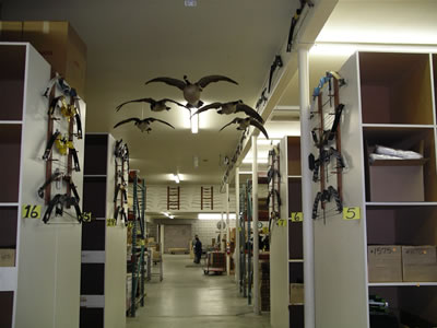 Bows of yesteryear are mounted on the walls above the warehouse - a beautifully presented museum of a vast array of bows are on display